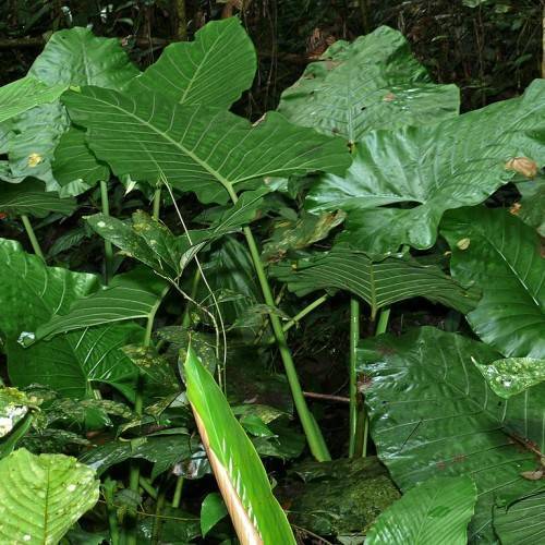 green leaves with light-green stems