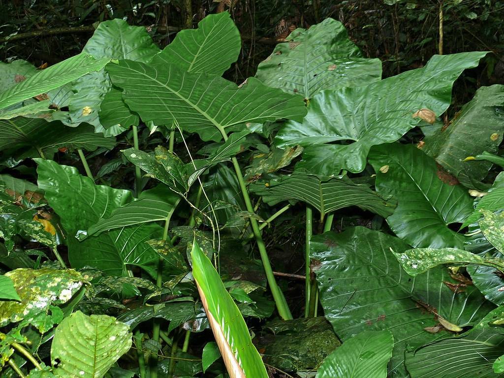 green leaves with light-green stems