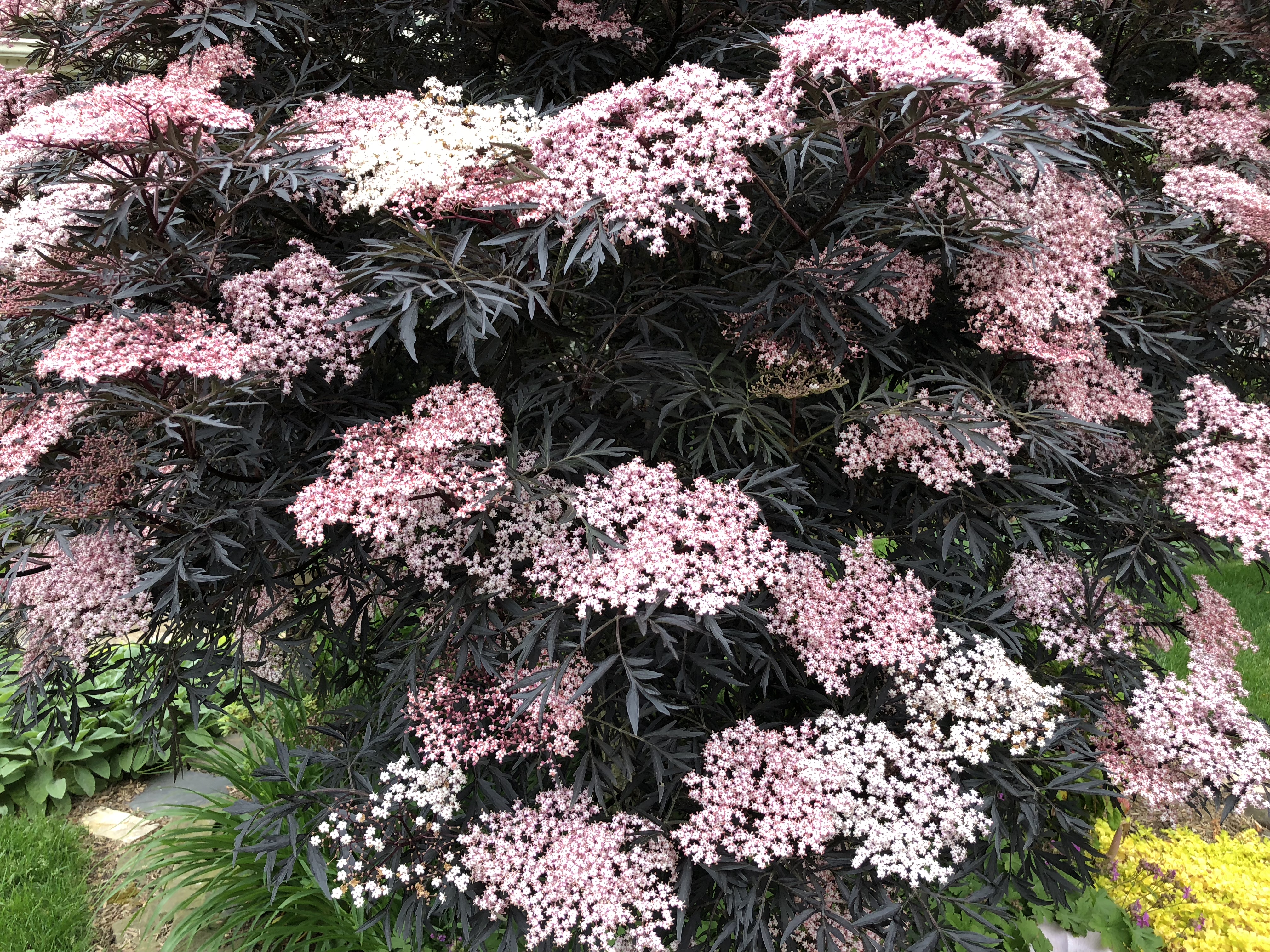 light-pink flowers with dark-green leaves and stems