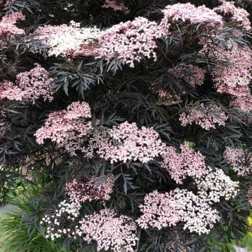 light-pink flowers with dark-green leaves and stems