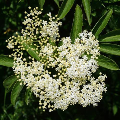 white flowers with yellow buds with lime-green leaves