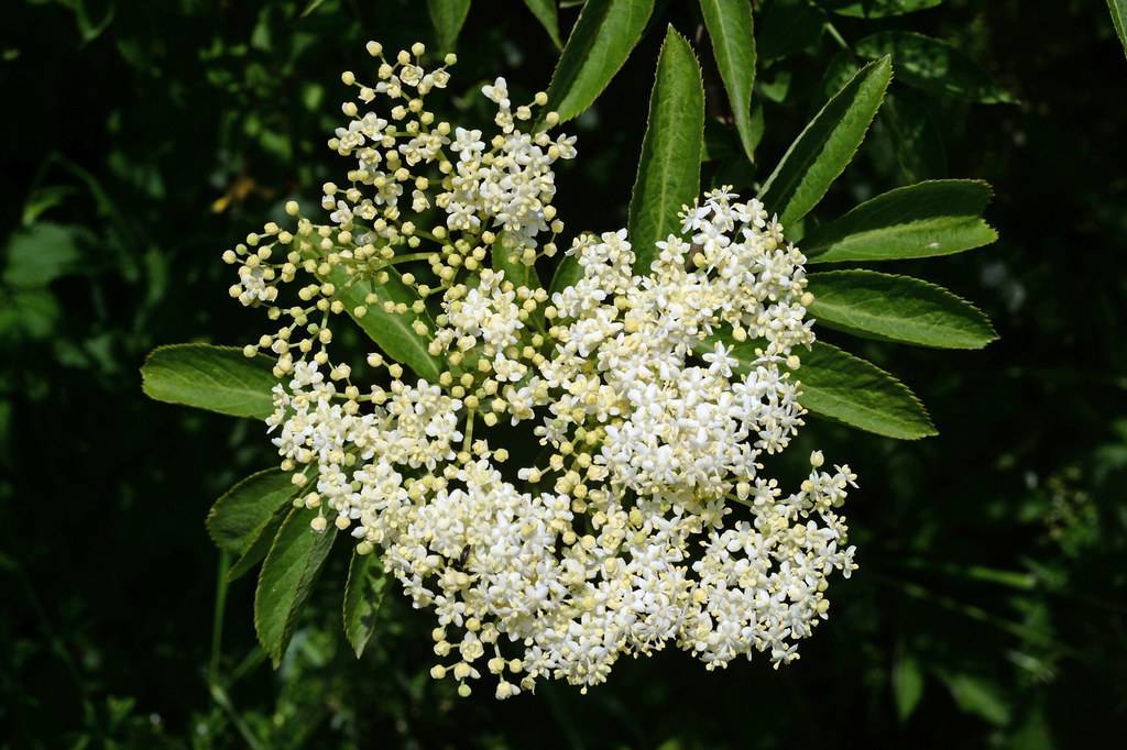 white flowers with yellow buds with lime-green leaves