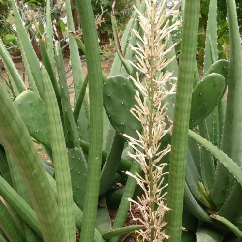 beige-white spikelet with green foliage