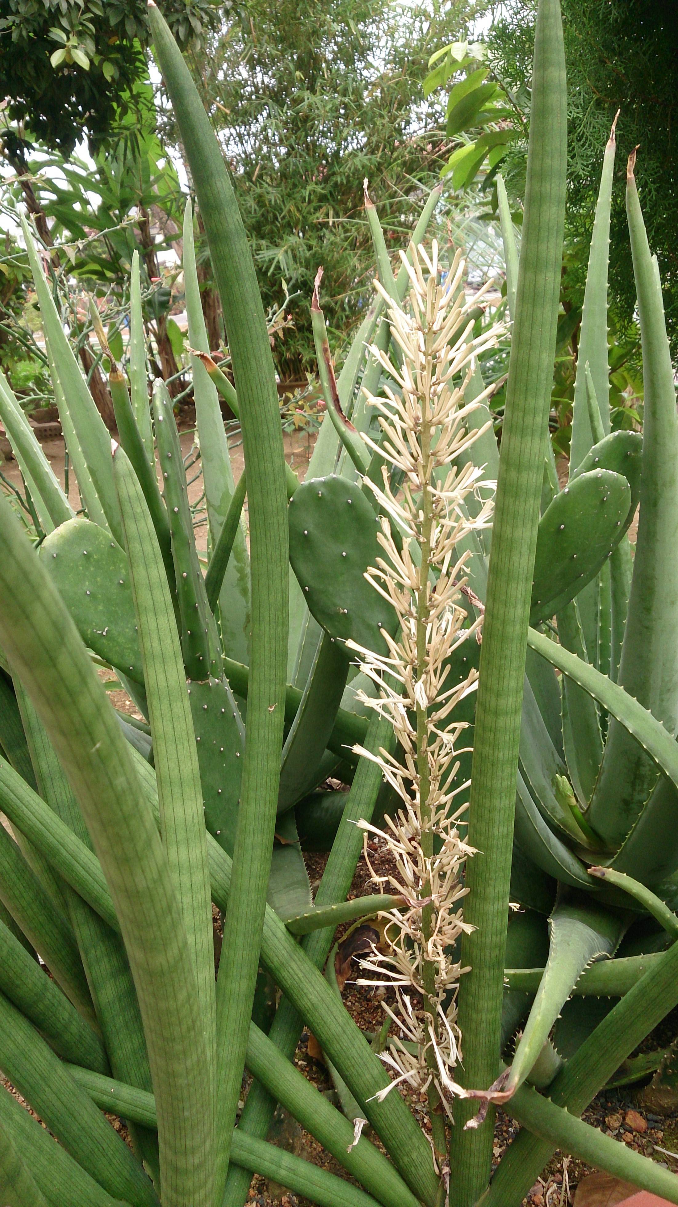 beige-white spikelet with green foliage