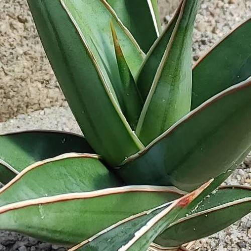 cream-green foliage