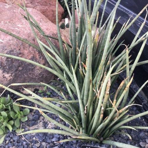 beige-green foliage