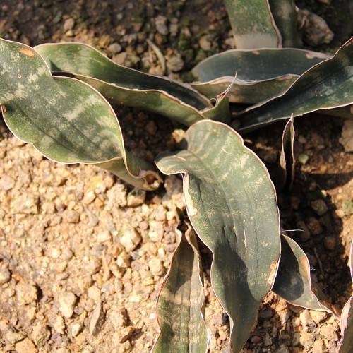 cream-green foliage