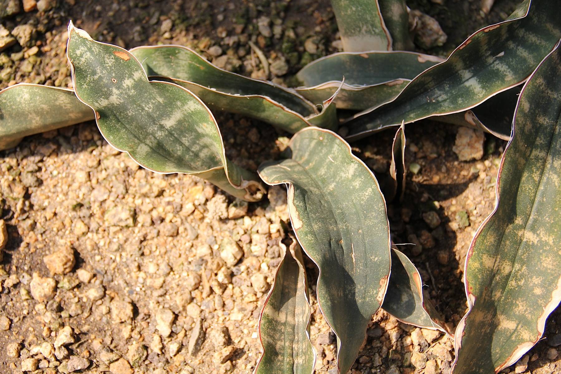 cream-green foliage