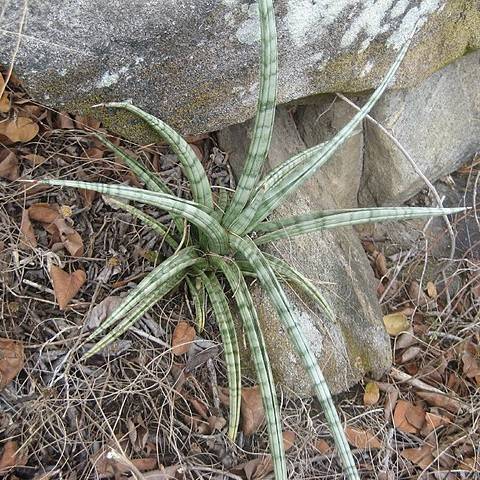 white-green foliage