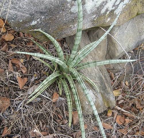 white-green foliage