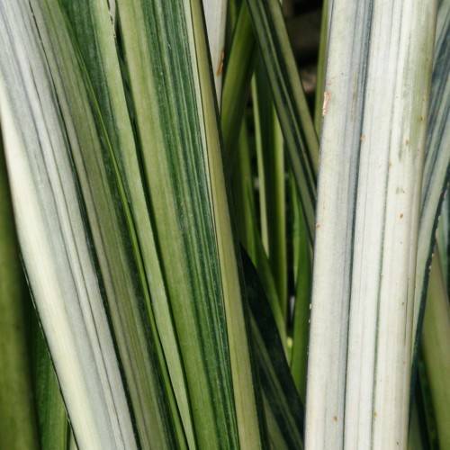 white-green foliage