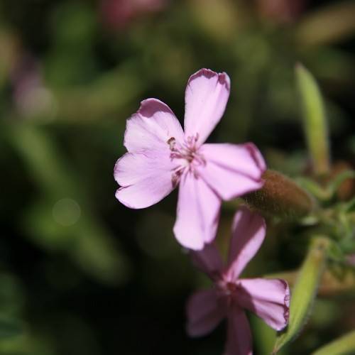 light-pink flowers with stamens and lime-green leaves