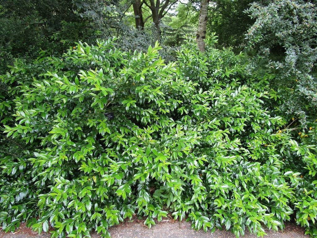 green shrub with shiny, green, lanceolate leaves