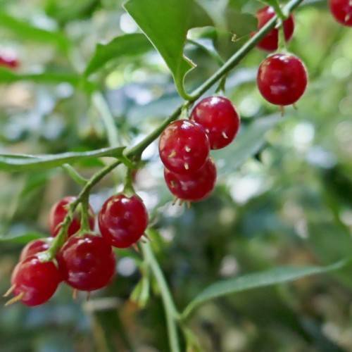 red fruits with green leaves and stems