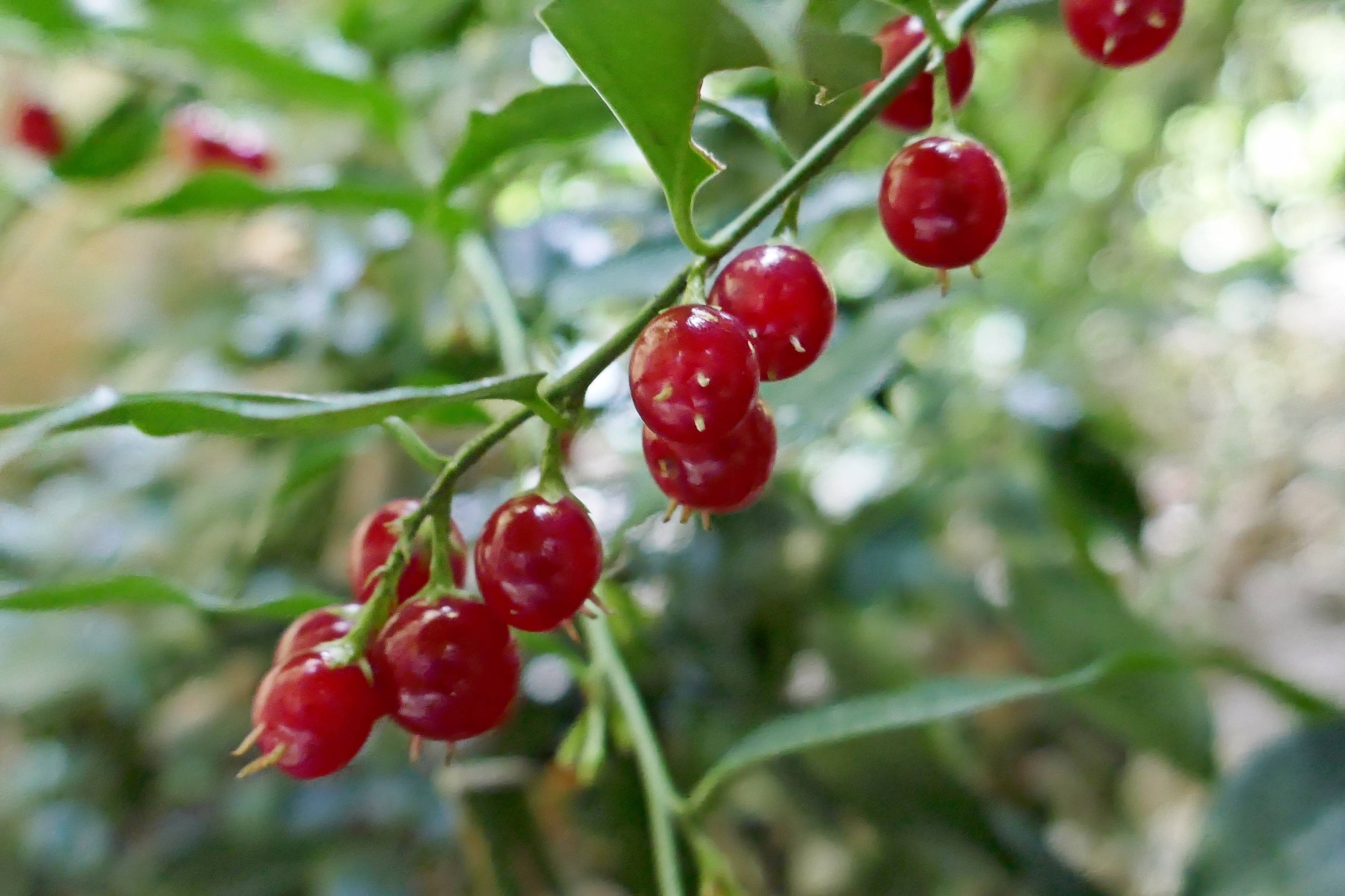 red fruits with green leaves and stems