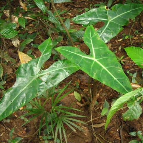 green leaves with green-brown stems
