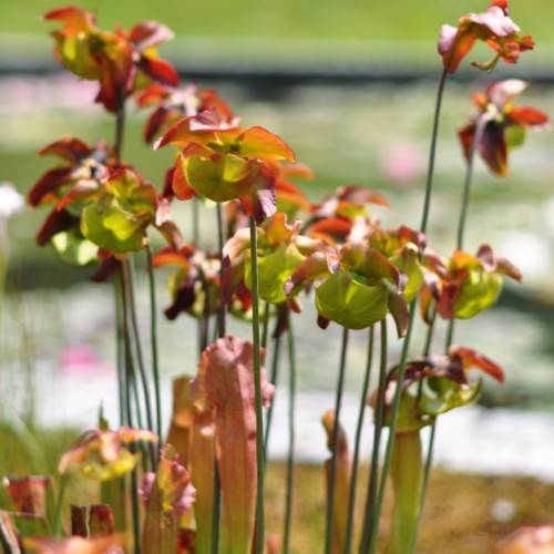red-green leaves with green stems