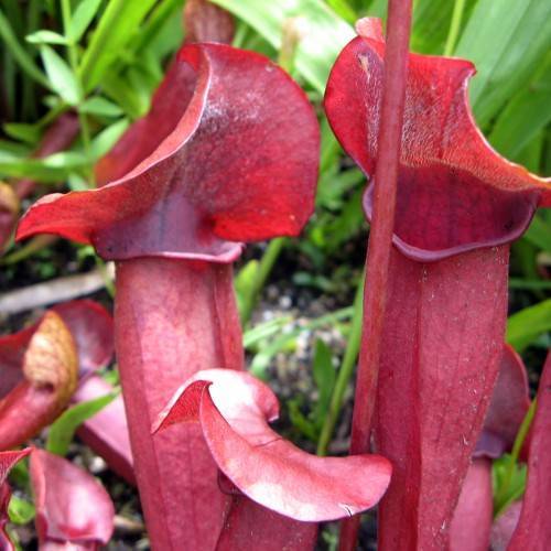 red leaves