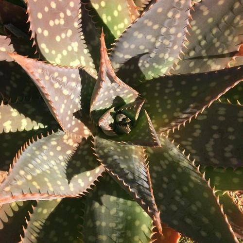Green-maroon leaves with red thorns on the edges.