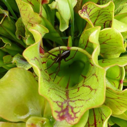 red-lime leaves with red veins and lime stems
