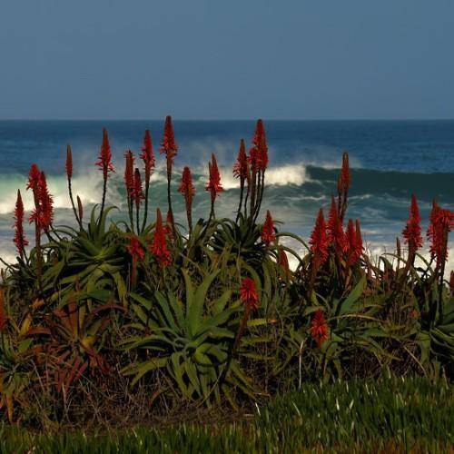 Spiky green leaves and red flowers on green stems.