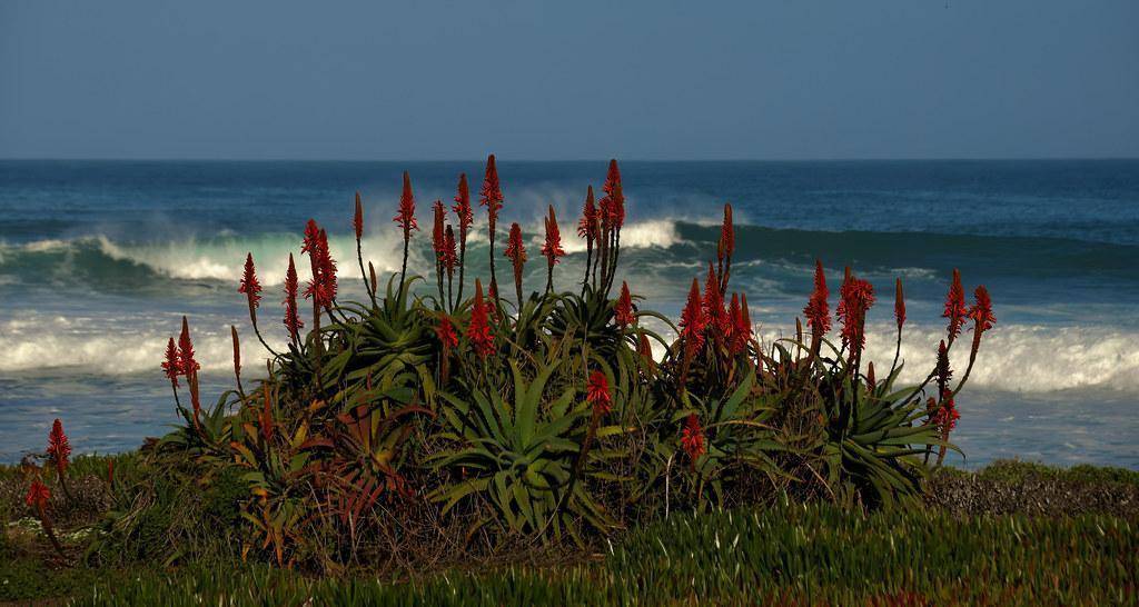 Spiky green leaves and red flowers on green stems.