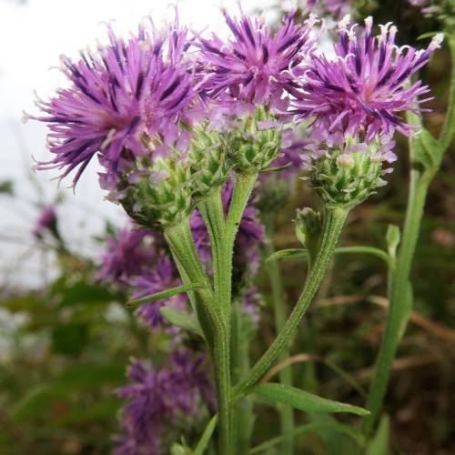 pink-purple flowers with lime-green sepals, green leaves and stems