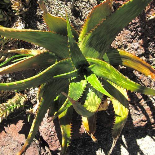 Lance-shaped green leaves in swirling patterns having bright orange thorns.