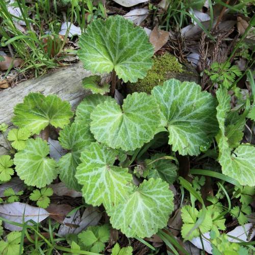 yellow-green leaves with green-brown stems