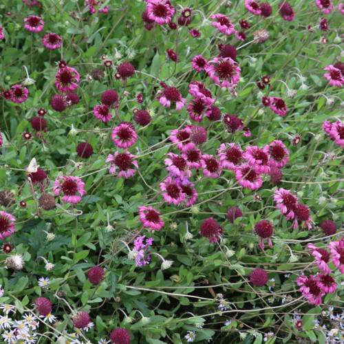 pink flowers with maroon center, green leaves and beige stems