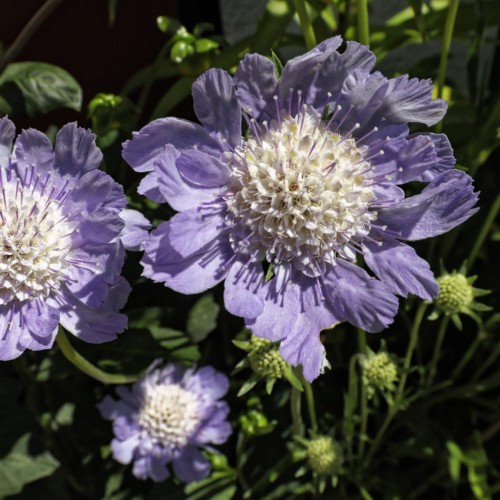 Purple flower with white center, purple filaments and white anther, green buds, stem, leaves and green sepal.