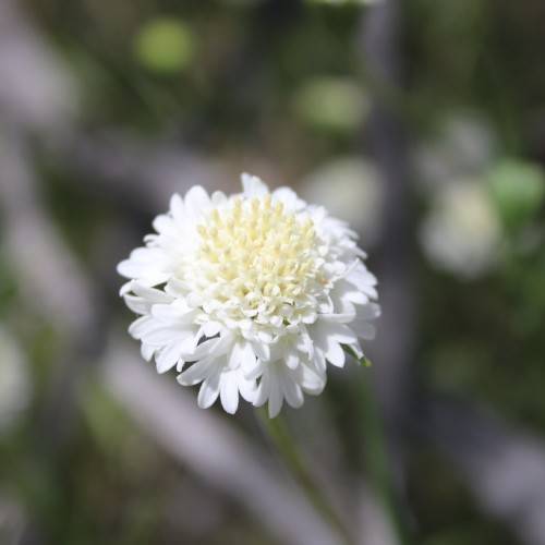 white flowers with cream center and green stems