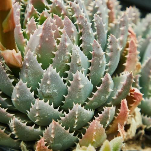 green-pink foliage