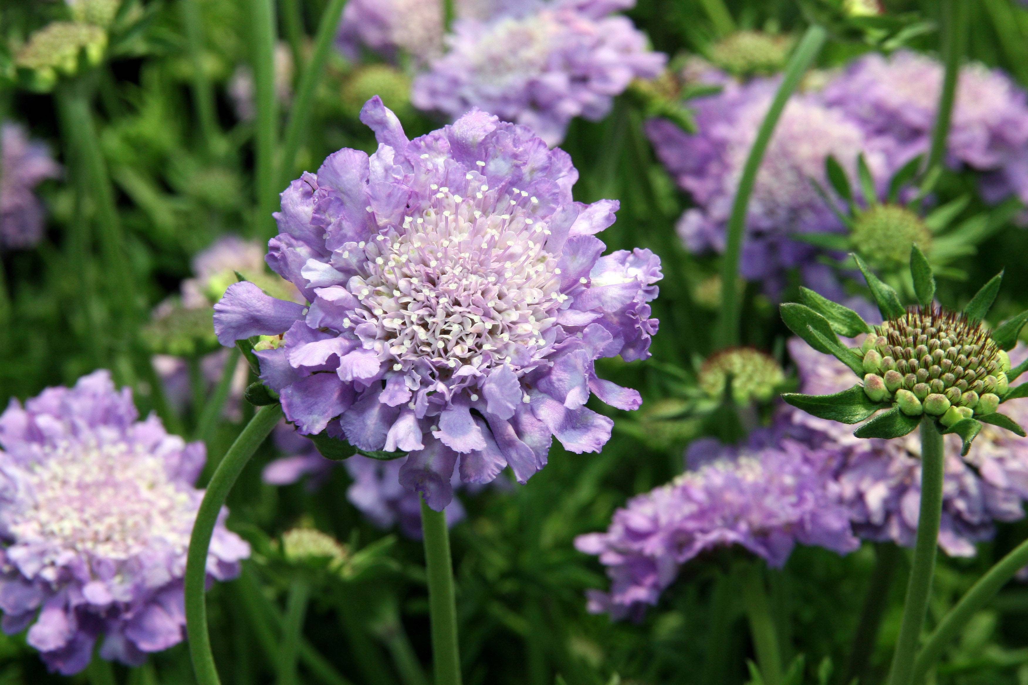 light-purple flowers with white-purple stamens, green leaves and stems