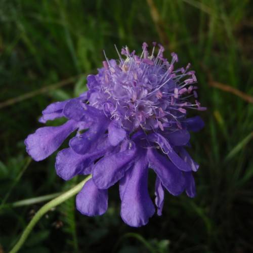 purple-blue flower with purple filaments, pink anthers, green leaves and stems