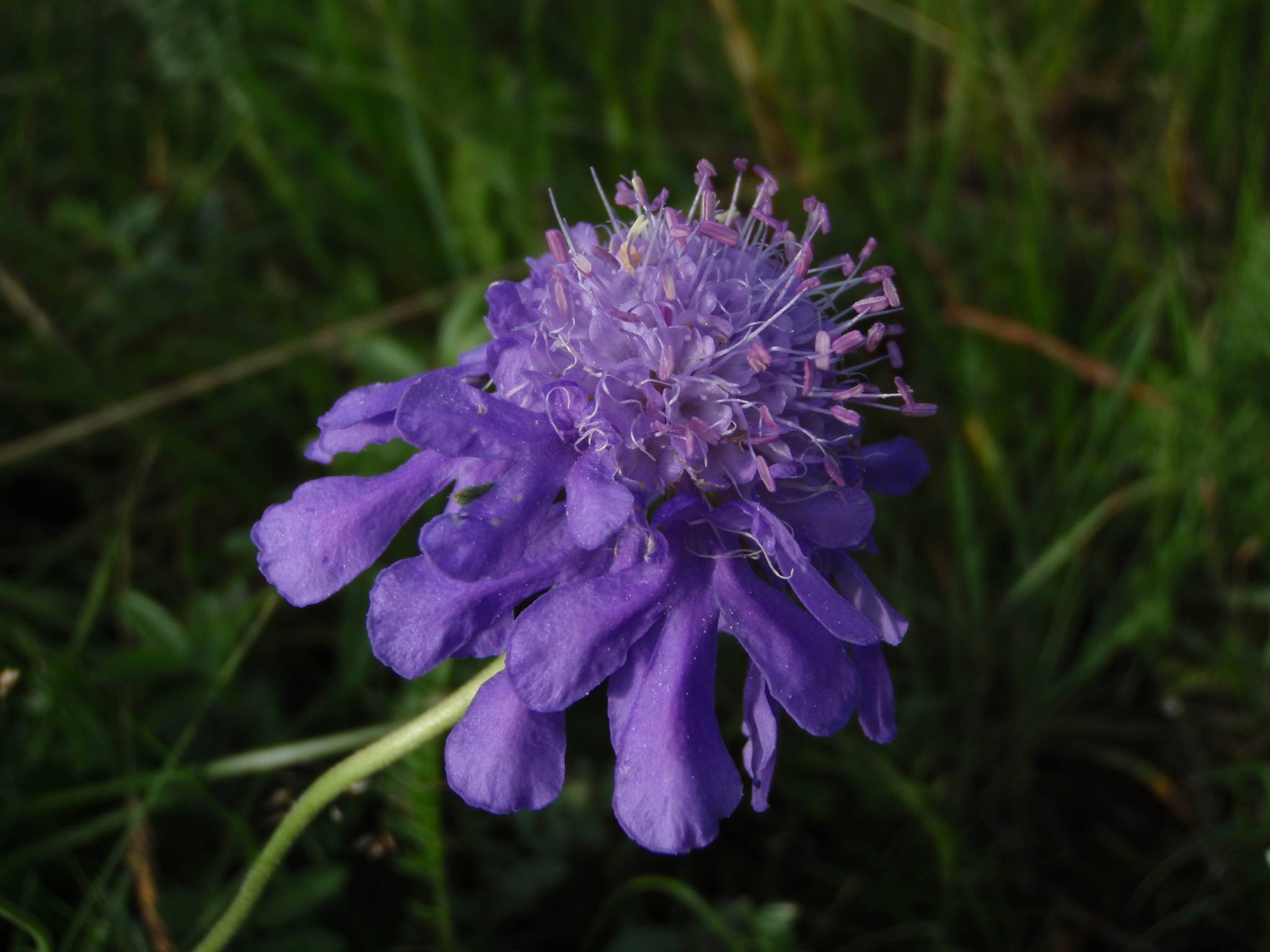 purple-blue flower with purple filaments, pink anthers, green leaves and stems