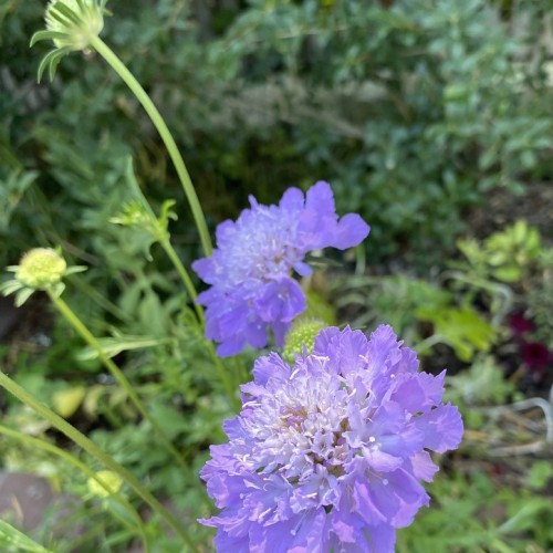Purple flower with light-purple center, green buds, stem, leaves and green sepal.