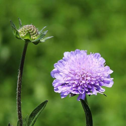 purple-blue flowers, green buds, brown stems and green leaves