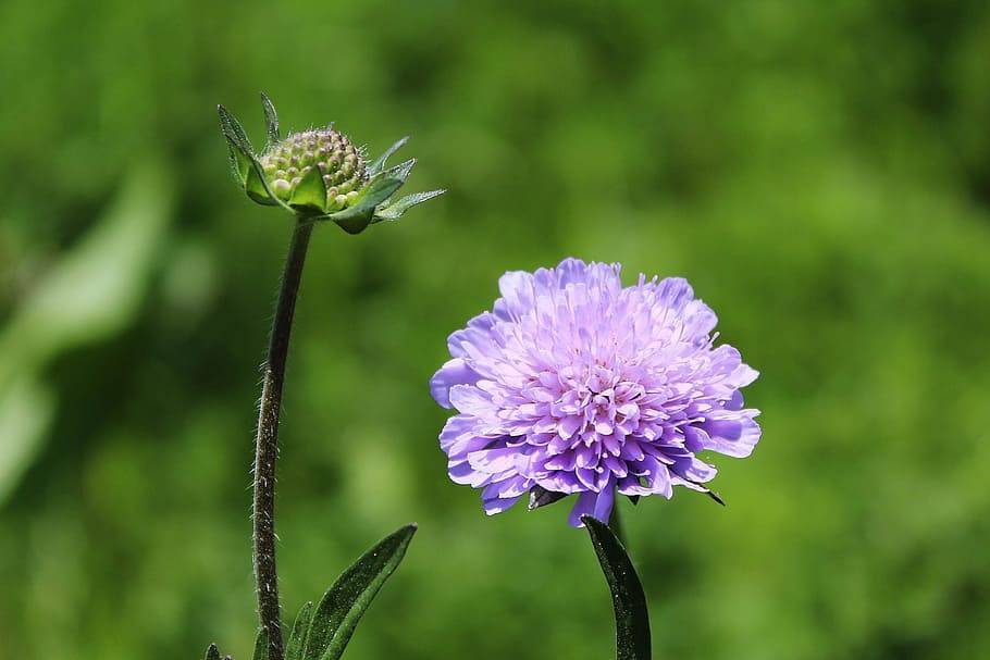 purple-blue flowers, green buds, brown stems and green leaves
