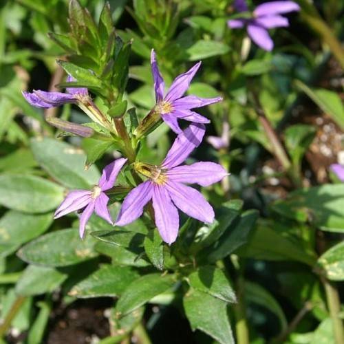 light-purple flowers with yellow center, green leaves and brown-green stems