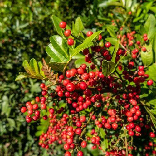 red fruits with lime-red leaves and stems