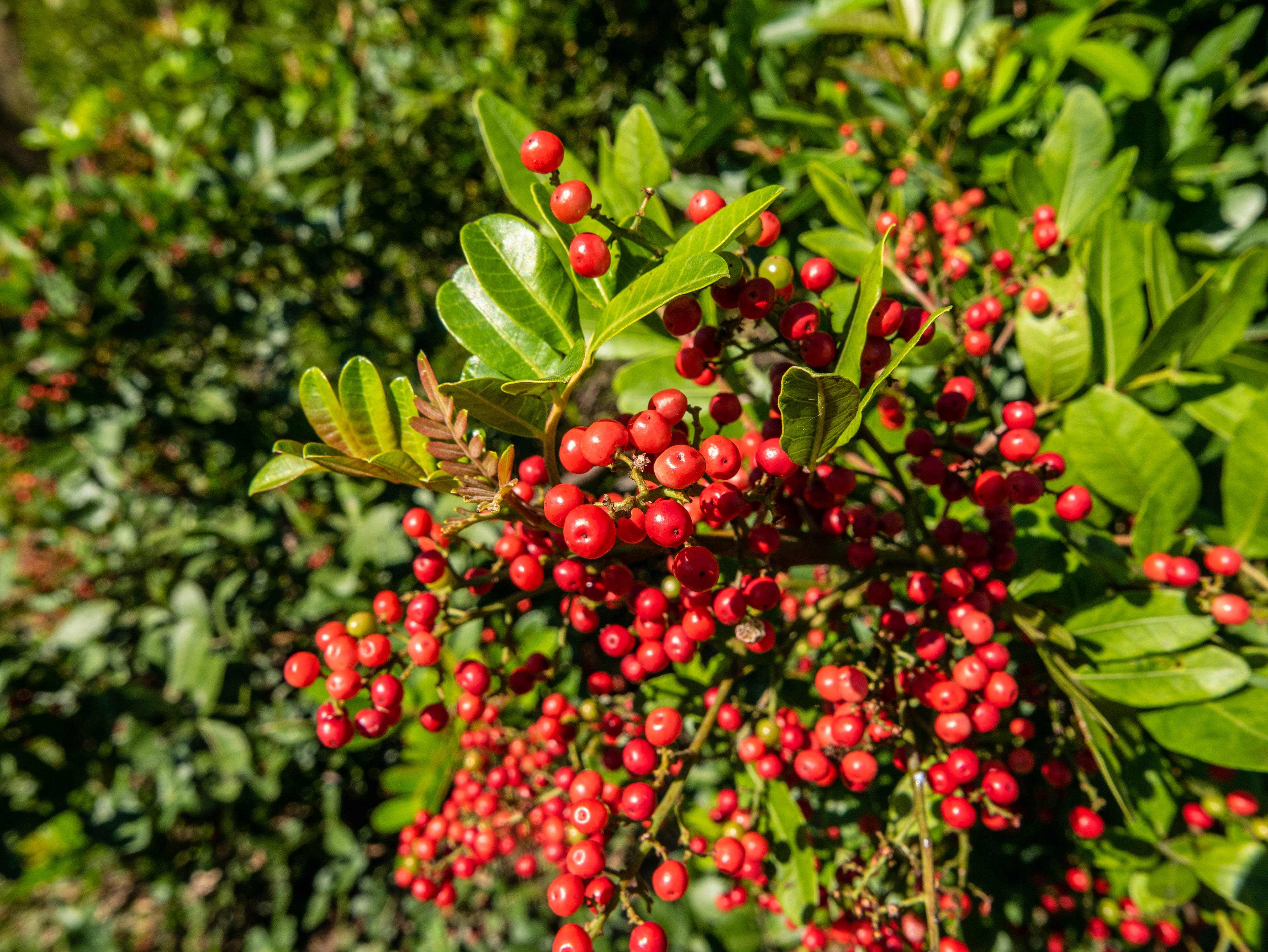 red fruits with lime-red leaves and stems