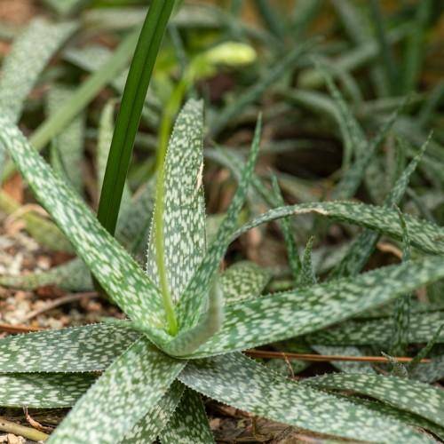 Star-shaped green-white leaves with tiny thorns on the edges.