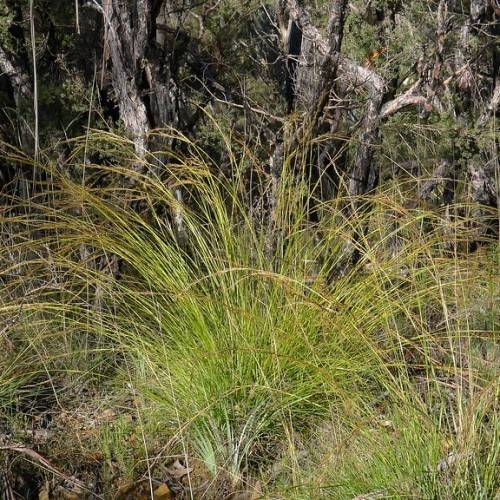 green-brown foliage