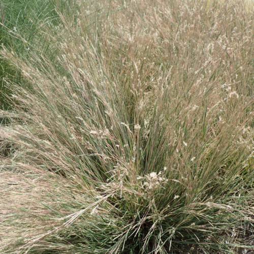 beige-green foliage
