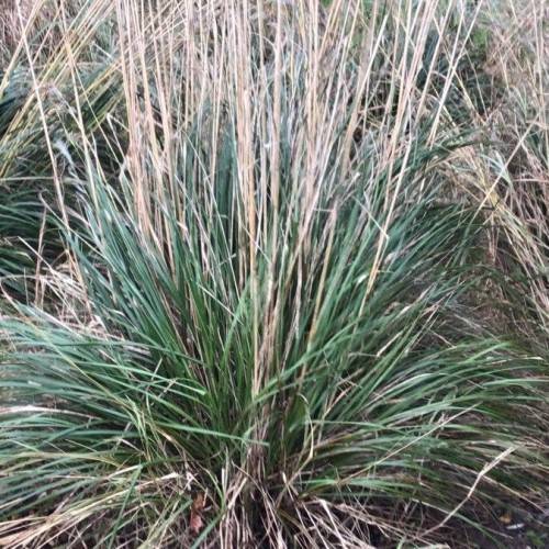 beige-green foliage