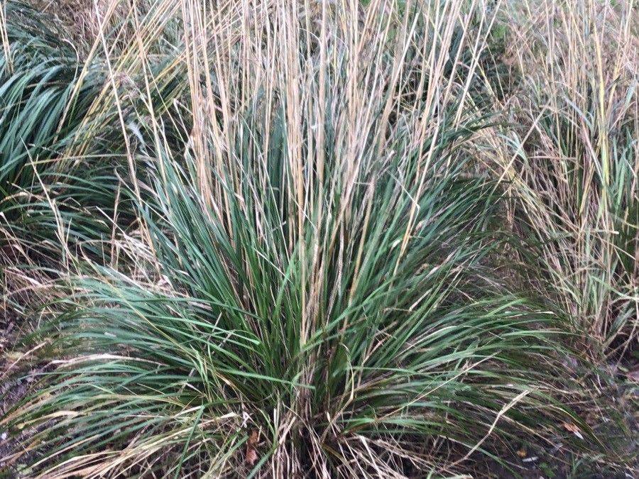 beige-green foliage