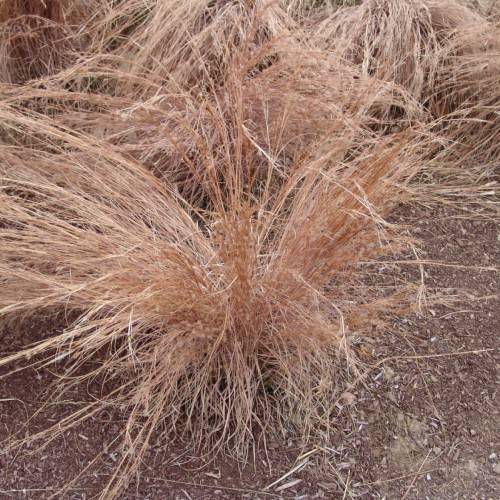 peach-brown foliage