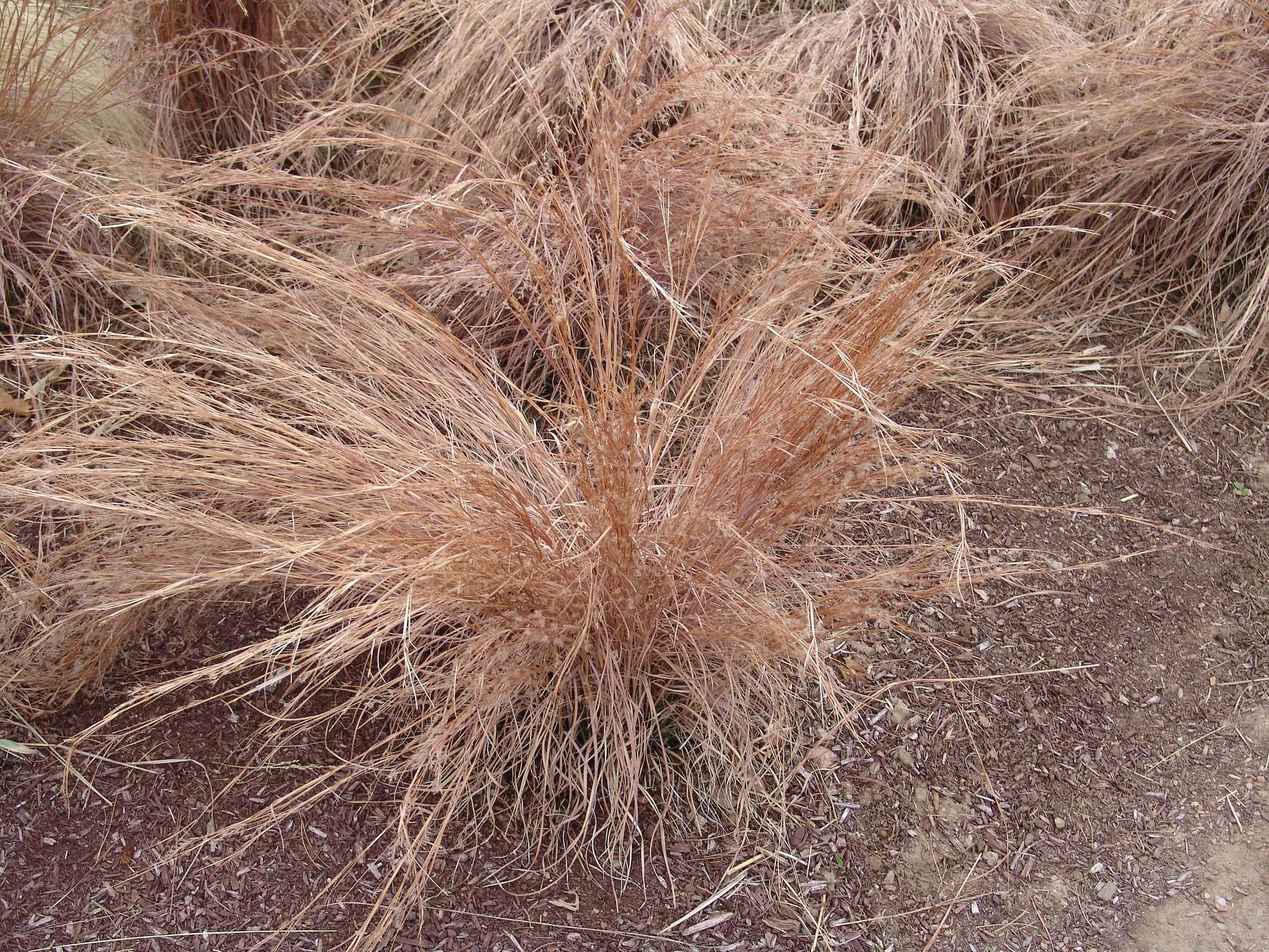 peach-brown foliage