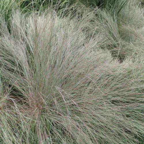 silver-green foliage